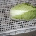 高山生态养生大白菜