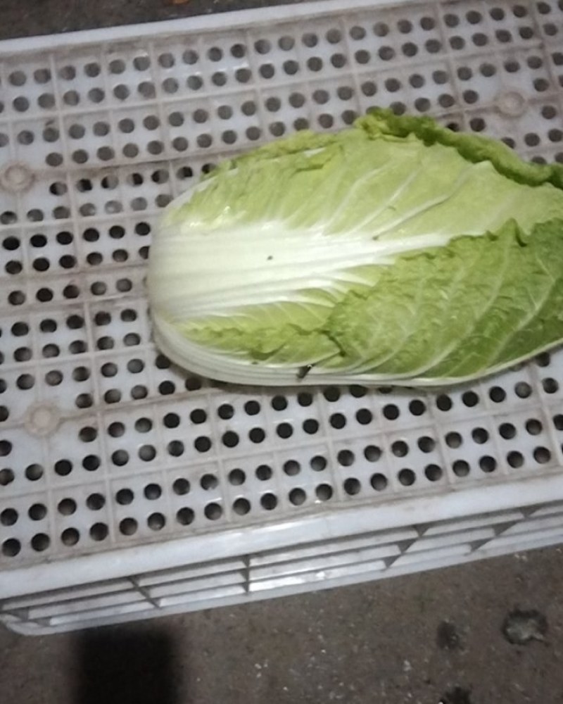 高山生态养生大白菜