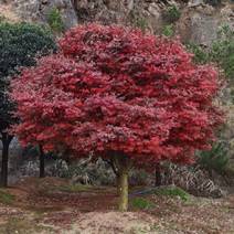 超靓红枫树