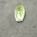 高山生态养生大白菜