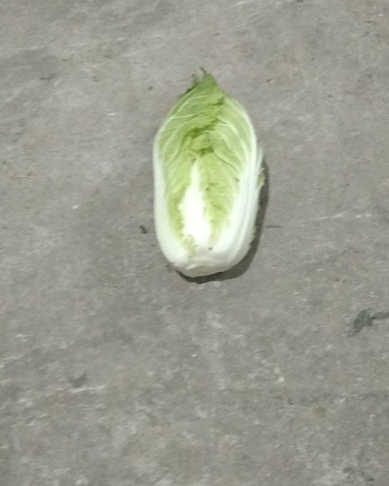 高山生态养生大白菜