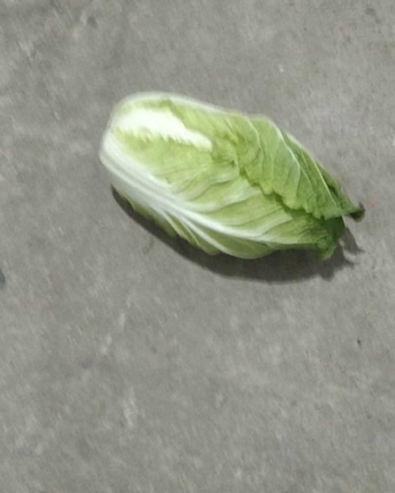 高山生态养生大白菜