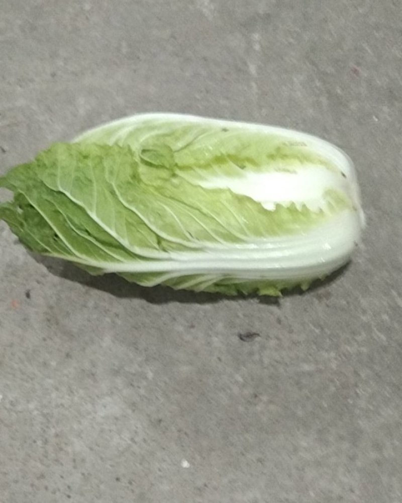 高山生态养生大白菜