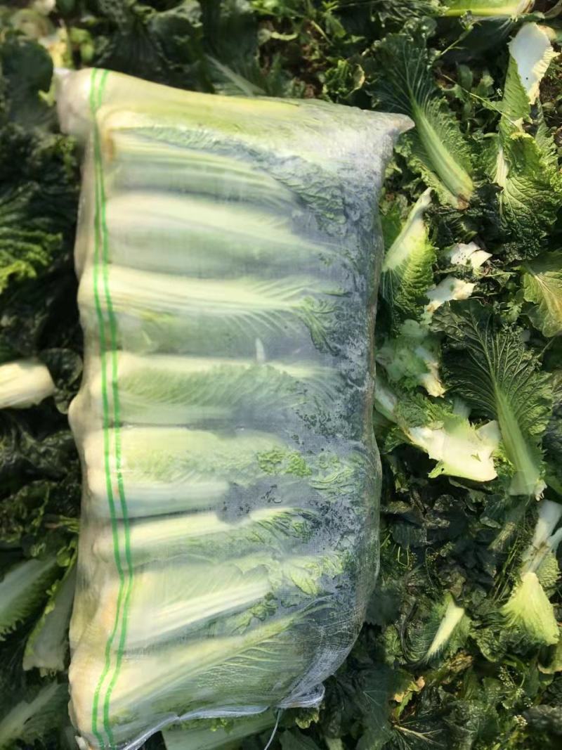 【推荐】湖南精品秋绿60白菜一手货源基地直发量大价优