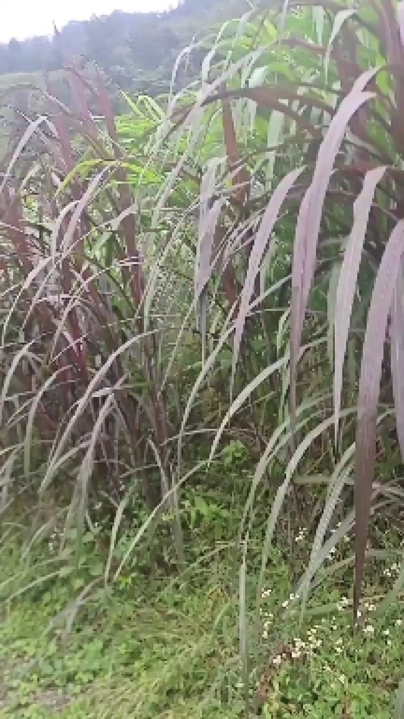 皇竹草牧草甜象草巨菌草种节基地直发最低0.09一节，