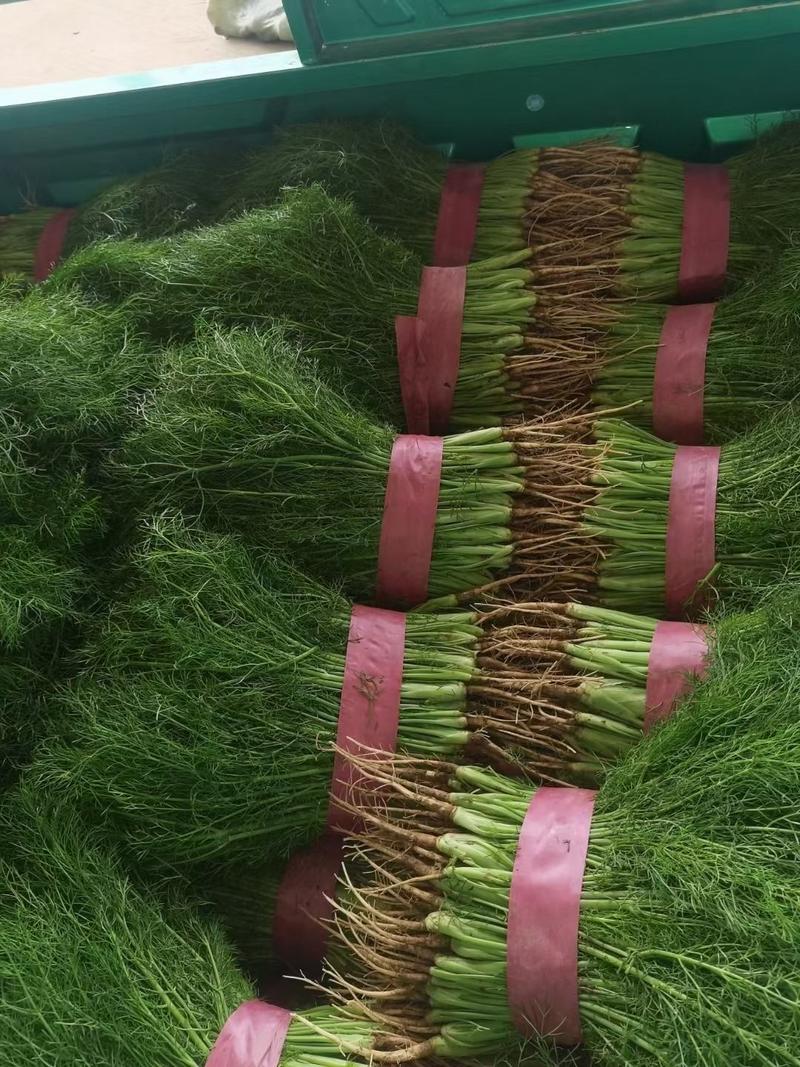 茴香苗产地河北小茴香苗大量供应四季有货质量保证各种包装