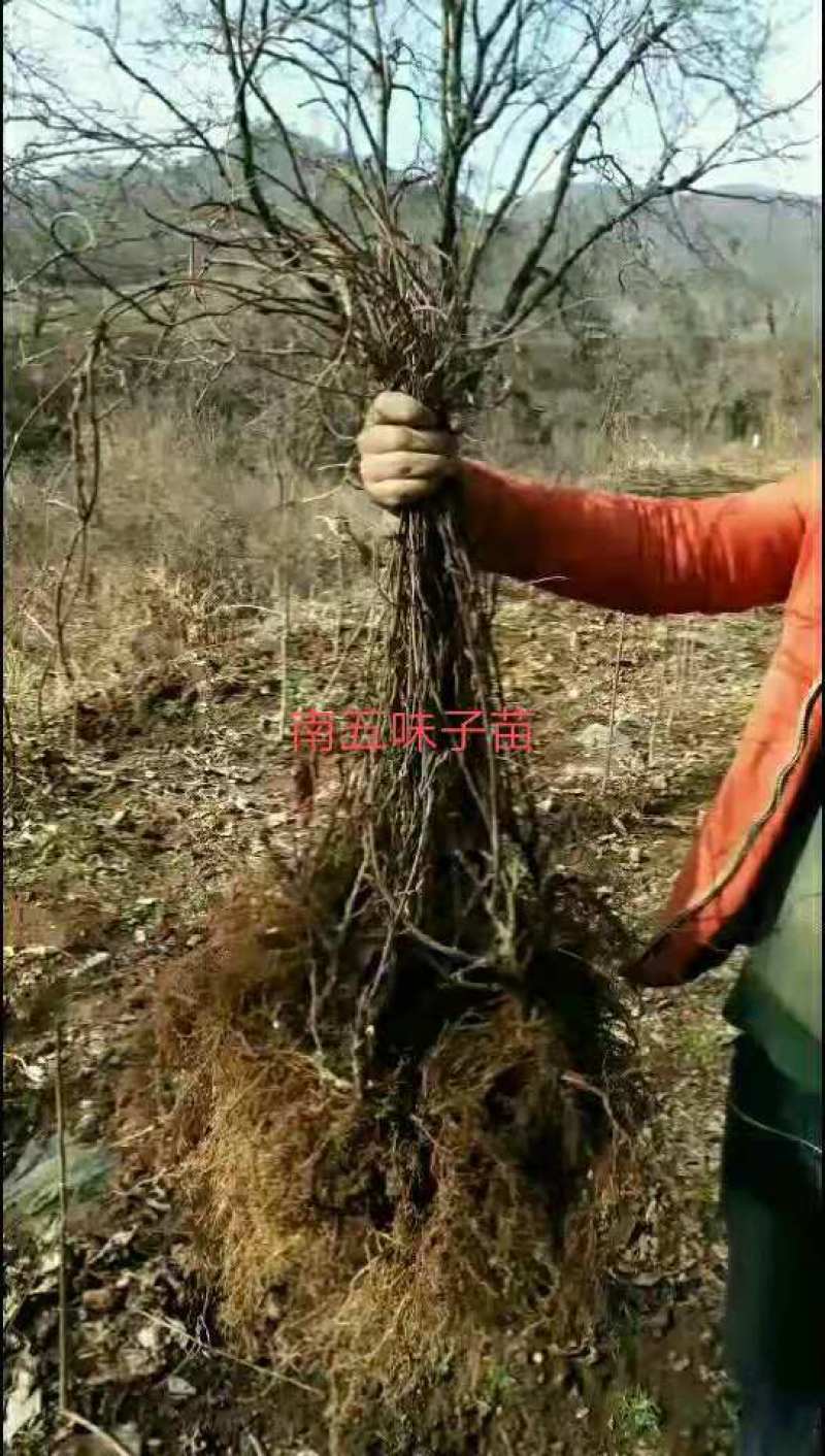药用五味子适应性强产量高大量供应技术支持来电优惠