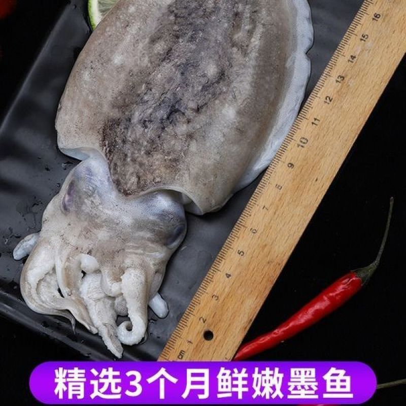 大墨鱼新鲜大乌贼目鱼墨斗鱼海捕墨鱼仔大号冷冻海鲜墨鱼