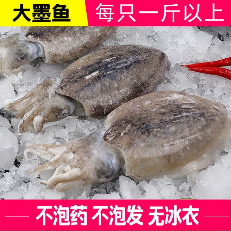 大墨鱼新鲜大乌贼目鱼墨斗鱼海捕墨鱼仔大号冷冻海鲜墨鱼