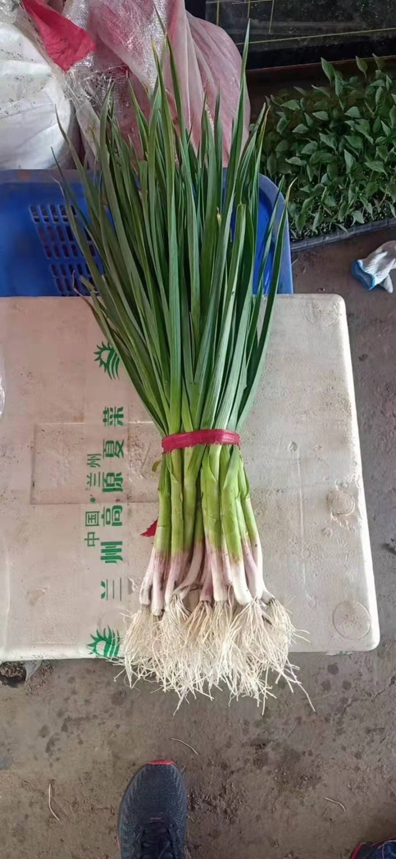 【蒜苗】优质红根蒜苗大量出货中一手货源品质保证全国发货