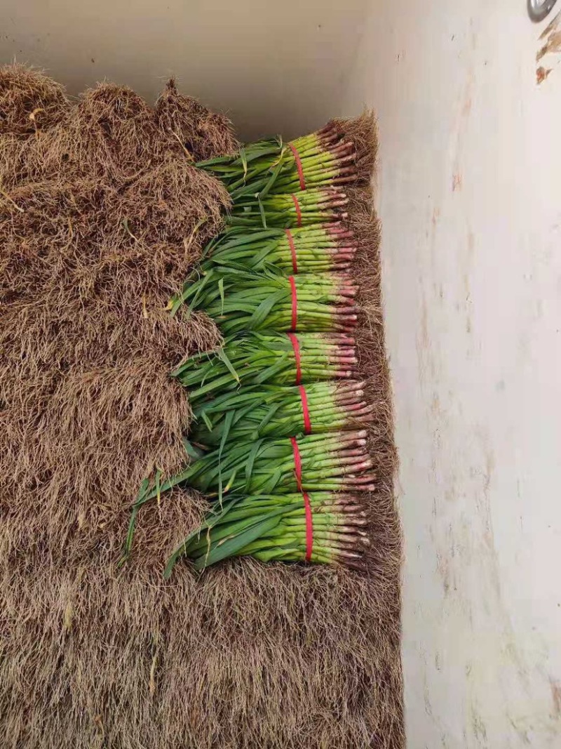 【蒜苗】优质红根蒜苗大量出货中一手货源品质保证全国发货