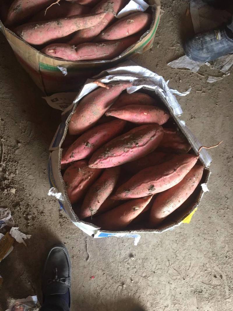 [精品]安徽黑土地，蜜薯大量上市，质量保证