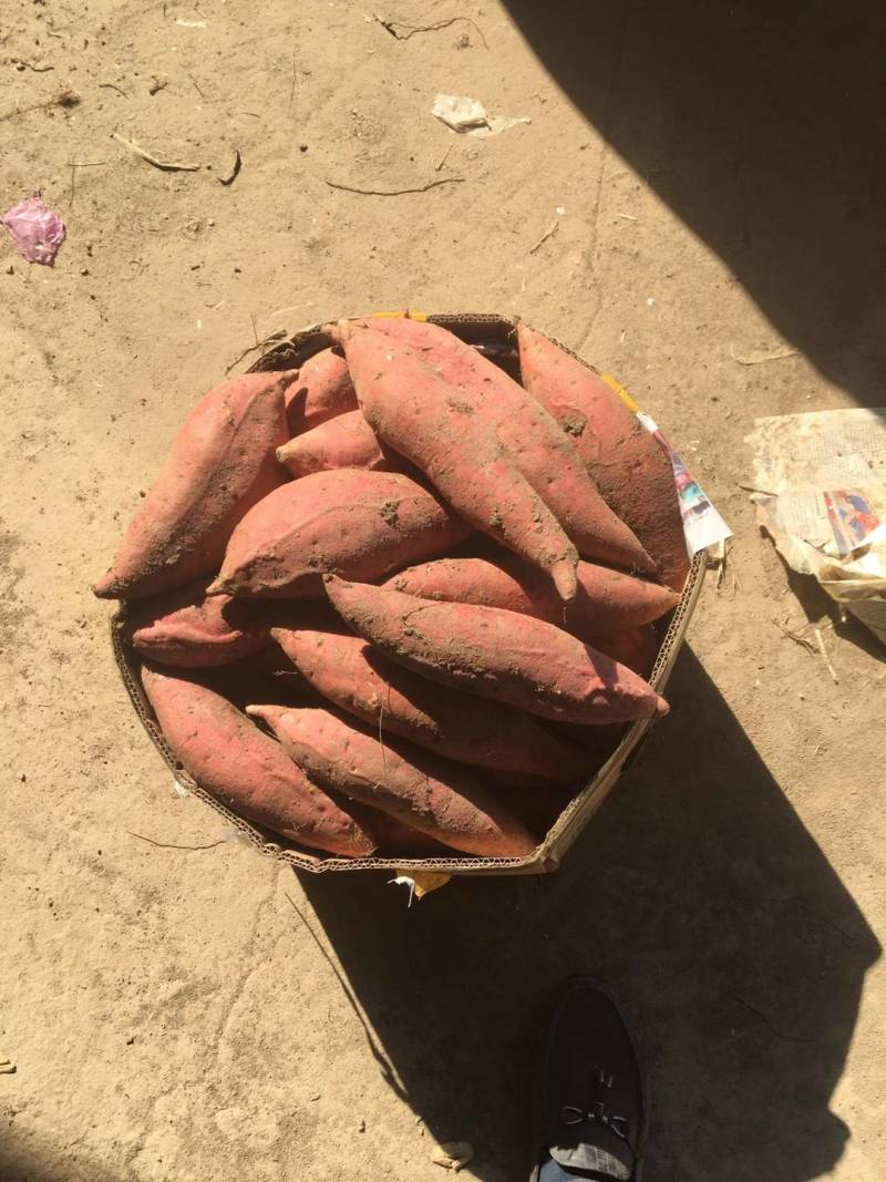 [精品]安徽黑土地，蜜薯大量上市，质量保证