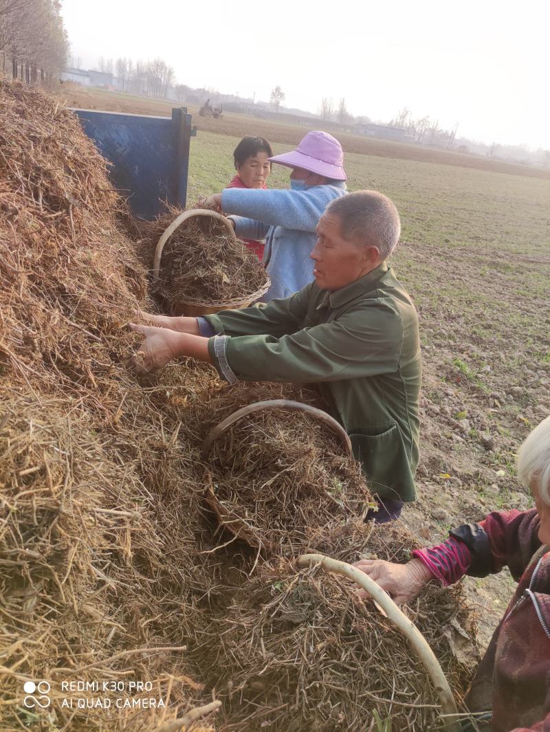 艾根，宛艾大叶出绒率高，量大，协助找车，欢迎实地考察采购