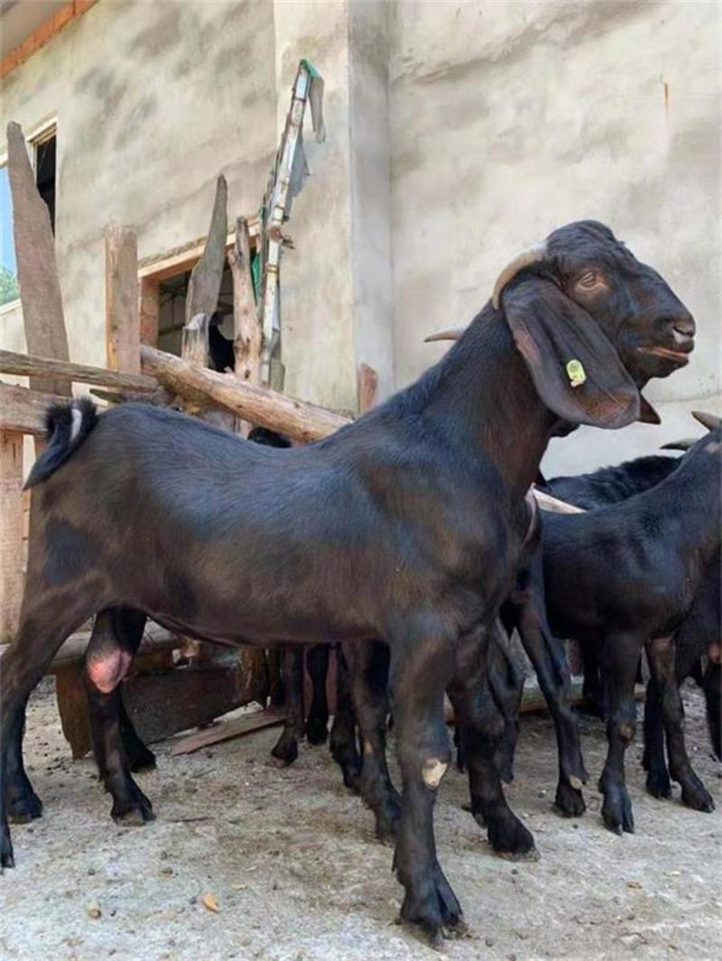 纯种努比亚黑山羊种公羊预备都有支持线上交易包邮