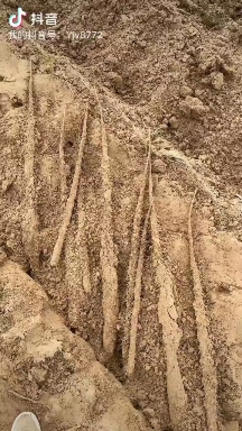 山药
