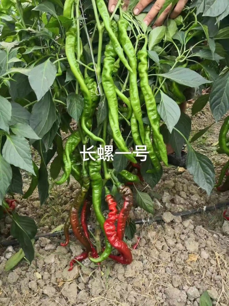 萧新长螺一号螺丝椒种子特辣香味浓果长皮薄螺丝线椒种子