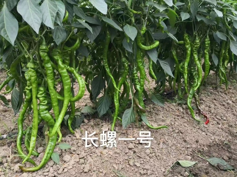 萧新长螺一号螺丝椒种子特辣香味浓果长皮薄螺丝线椒种子