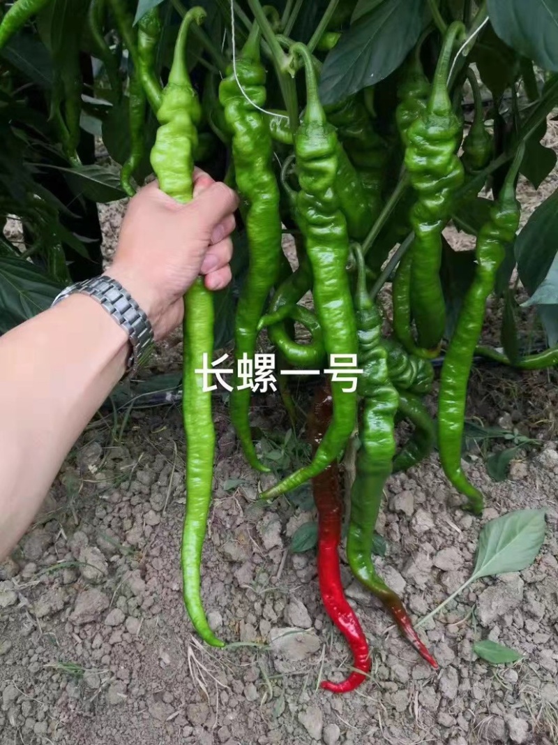 萧新长螺一号螺丝椒种子特辣香味浓果长皮薄螺丝线椒种子