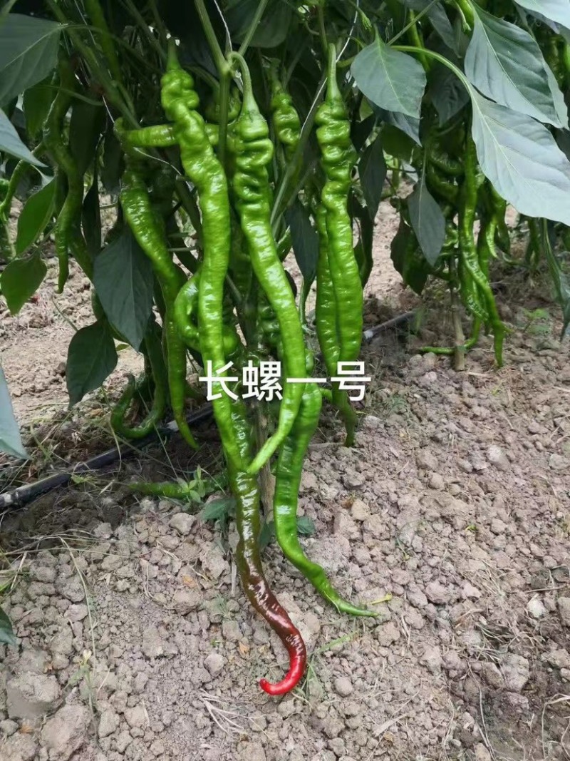 萧新长螺一号螺丝椒种子特辣香味浓果长皮薄螺丝线椒种子