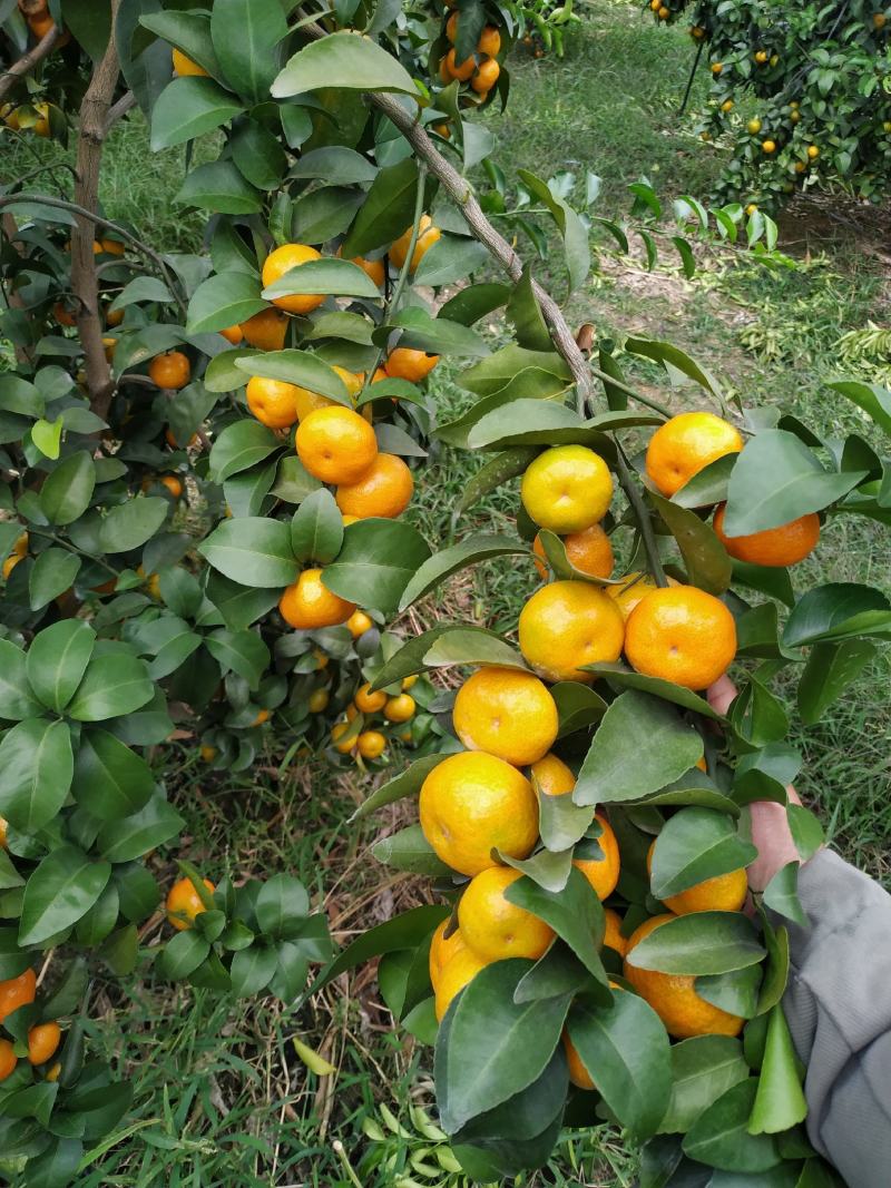 广西贺州沙糖桔皮薄起沙口感好颜色鲜红大量供应市场和电商货