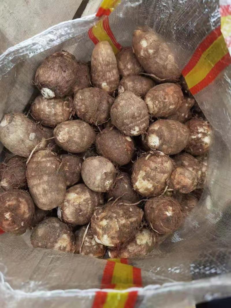 新芋头上市产地直供全国发货全年货源质量好