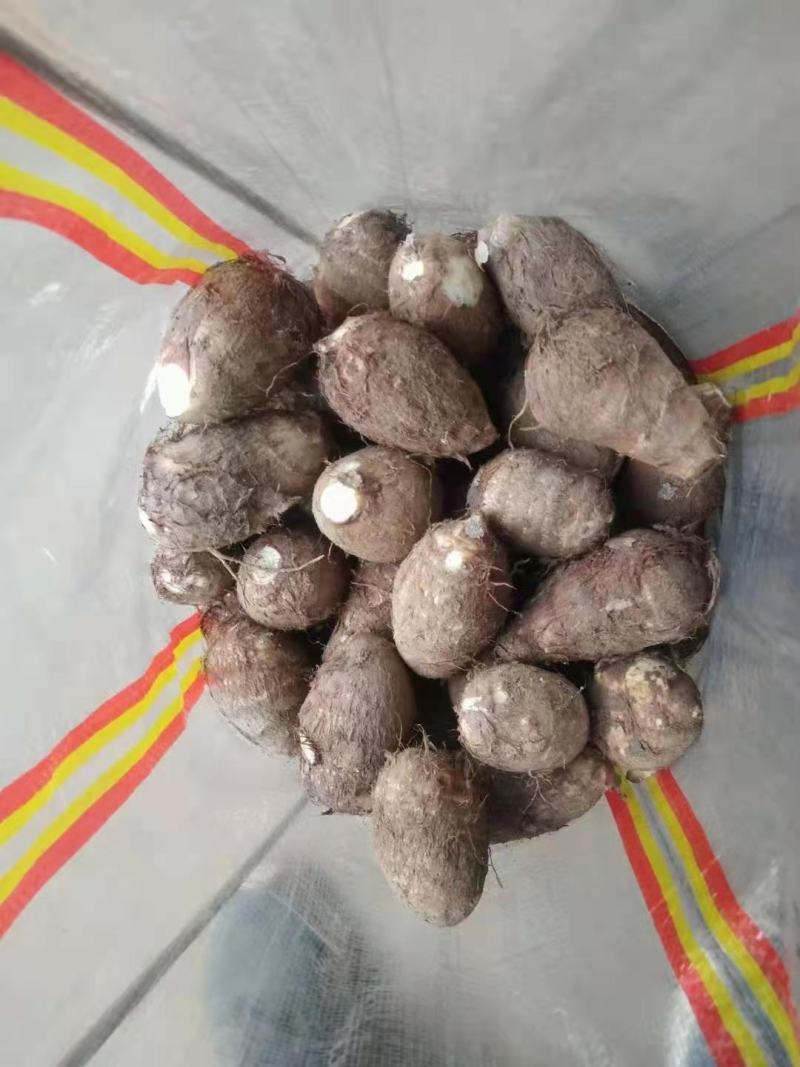 新芋头上市产地直供全国发货全年货源质量好