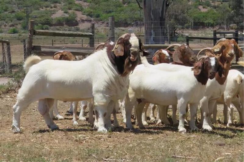 波尔山羊种公羊预备都有纯种货到付款支持线上交易