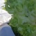 精品儿菜，万亩儿菜基地大量上市，一手货源，全国代发，