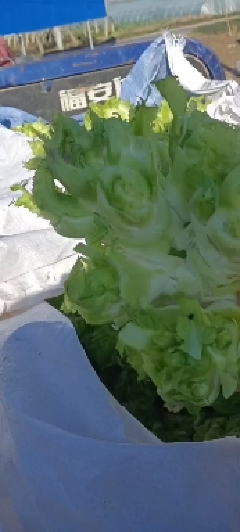 精品儿菜，万亩儿菜基地大量上市，一手货源，全国代发，