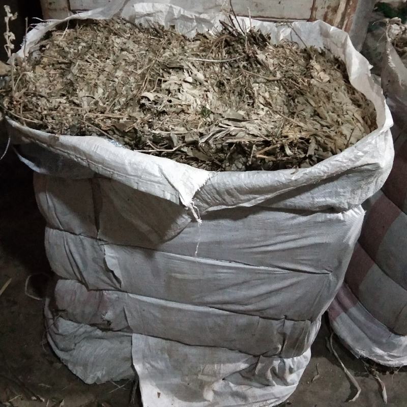 长期供应白面风