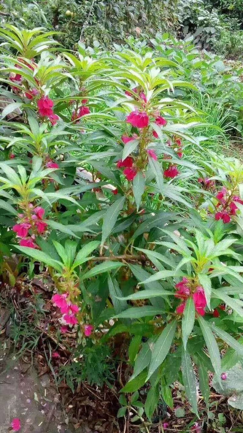 凤仙花种子急性籽基地直销一手货源批发零售常年供应