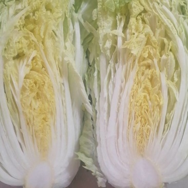 黄心白菜青杂白菜，大量上市，3到8斤，一手货源，欢迎考察