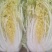 黄心白菜青杂白菜，大量上市，3到8斤，一手货源，欢迎考察