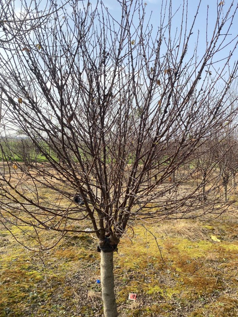 桃树嫁接榆叶梅各种规格都有基地直发欢迎咨询