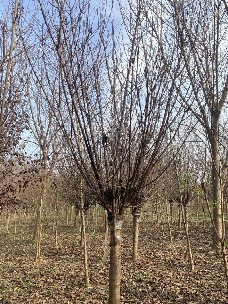 桃树嫁接榆叶梅各种规格都有基地直发欢迎咨询