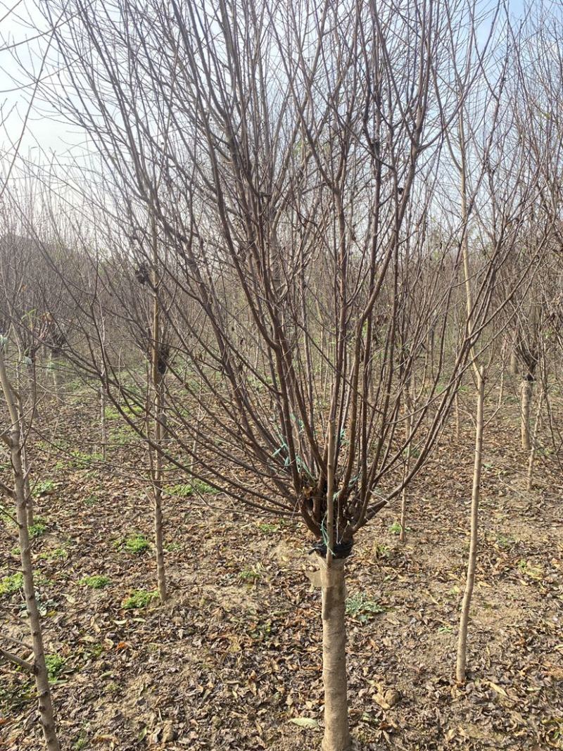 桃树嫁接榆叶梅各种规格都有基地直发欢迎咨询