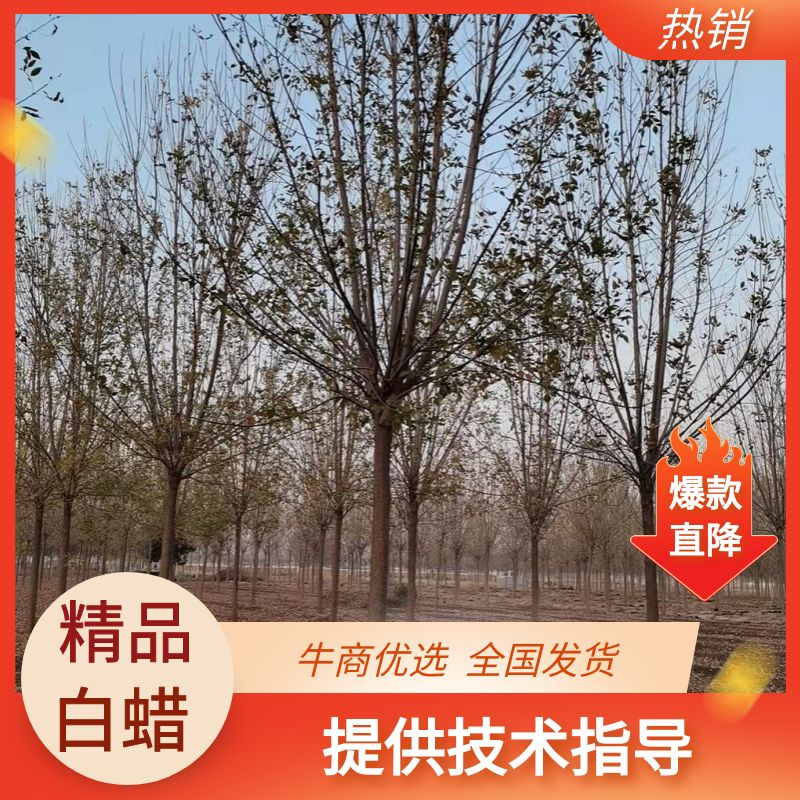 【优质苗木】白蜡10公分12公分13公分15公分白蜡，