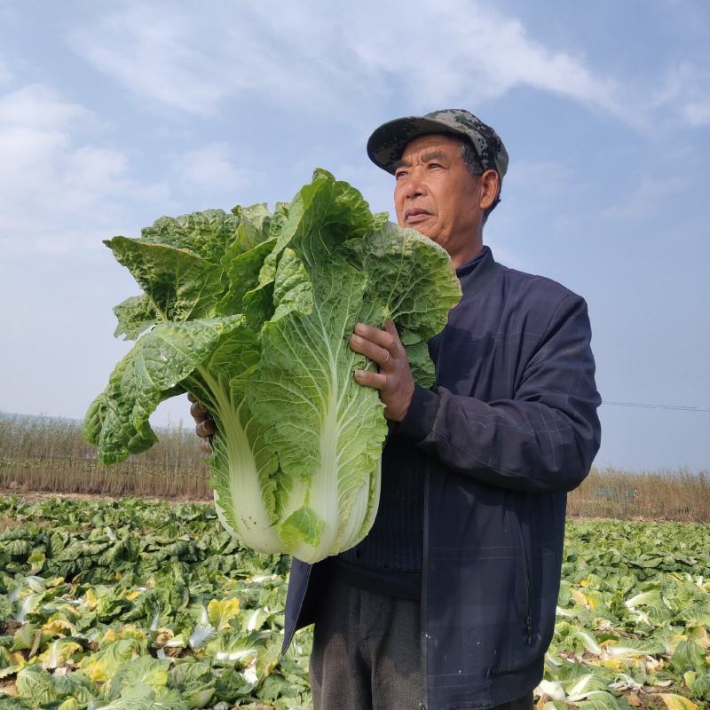 精品黄心大白菜。个头大，包芯实。需要联系。质量保证