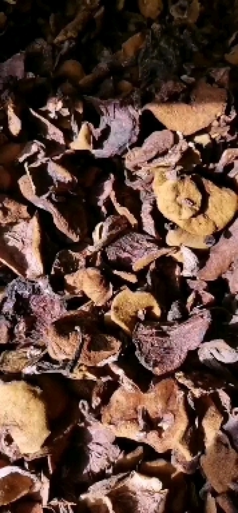 剪根松蘑烤干产区直供，颜色黄，肉质厚，口感好，眼观漂亮，