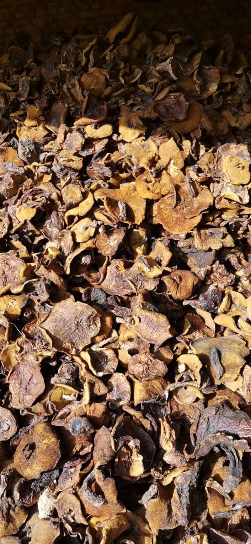 剪根松蘑烤干产区直供，颜色黄，肉质厚，口感好，眼观漂亮，