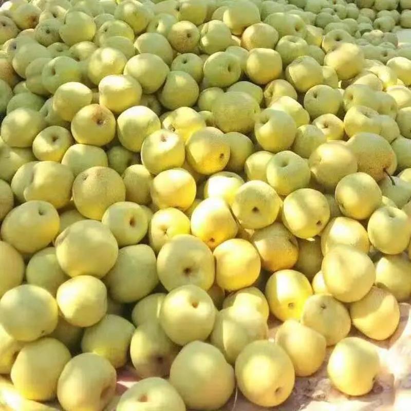 安徽砀山酥梨产地直发口感美味，对接全国市场以及商超热销