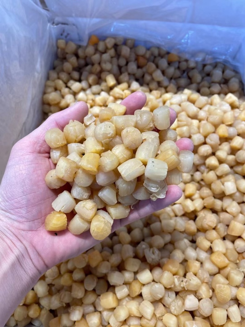 干贝山东产区直供大干贝瑶柱干净无沙规格齐全一手货源