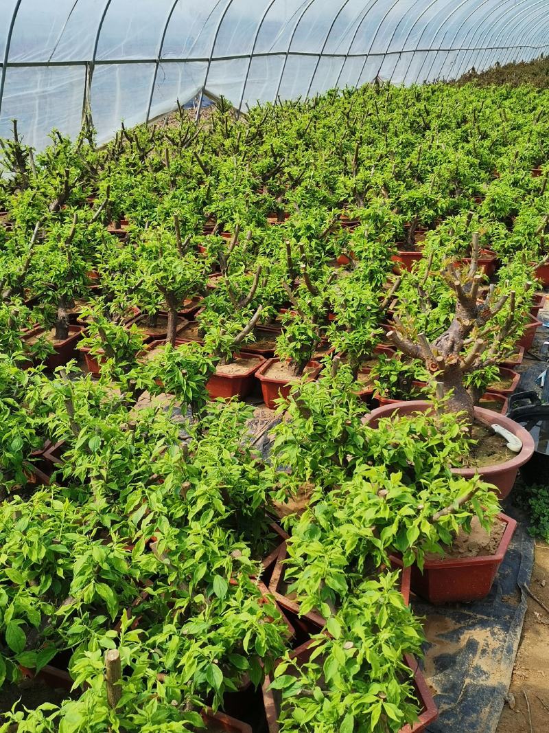 原生多种梅花系列，三到二十公分，地桩，盆桩，高杆，货全。