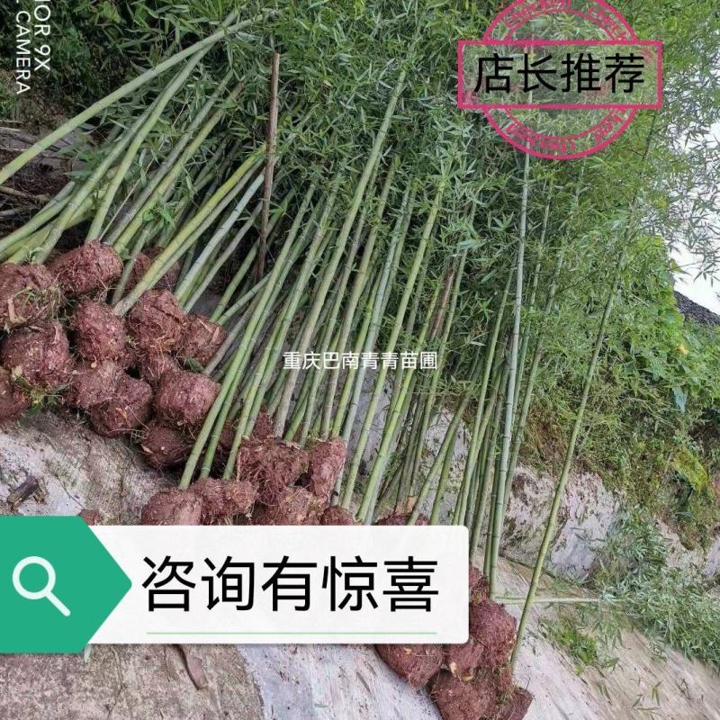 重庆巴南斑竹基地批发，规格齐全，价格美丽，量大
