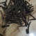 进口仙茅