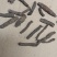 进口仙茅