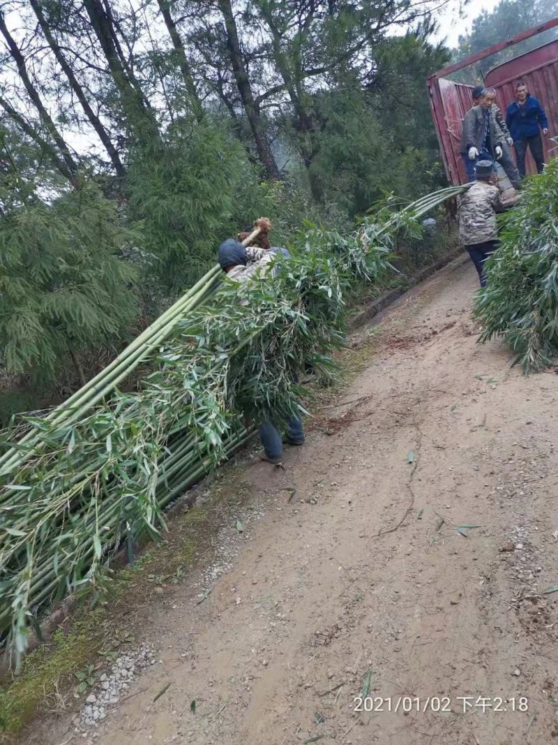 重庆巴南斑竹基地批发，规格齐全，价格美丽，量大