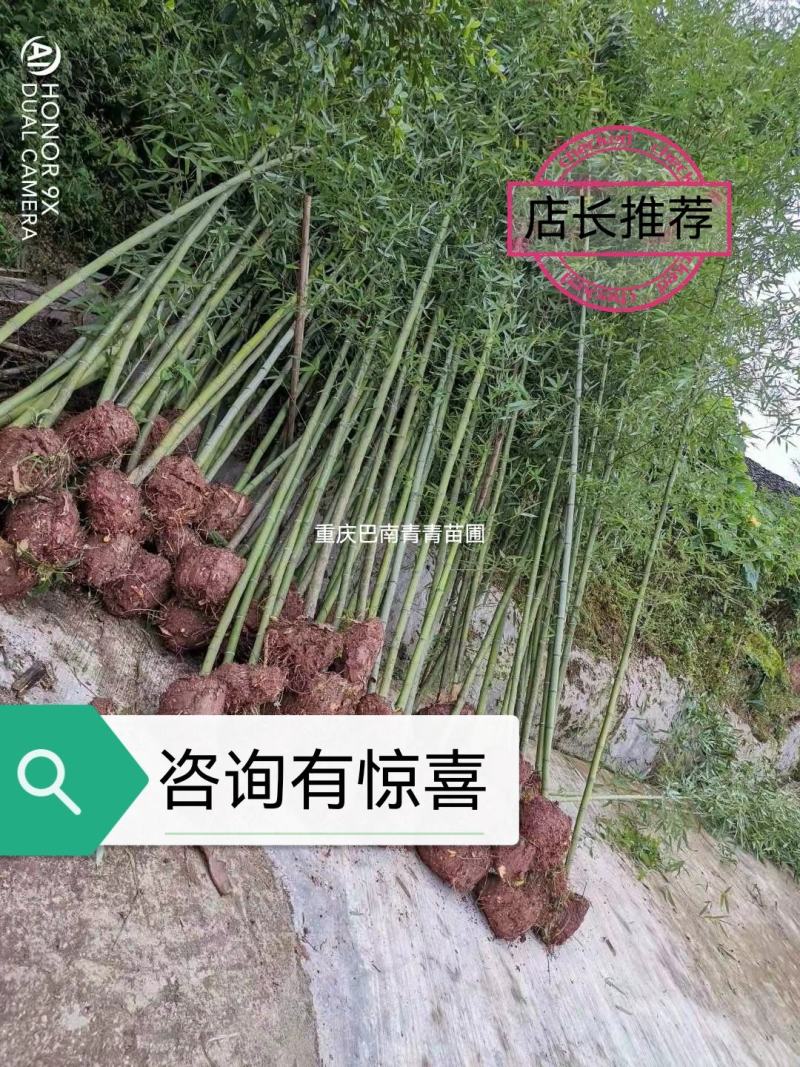 重庆巴南斑竹基地批发，规格齐全，价格美丽，量大