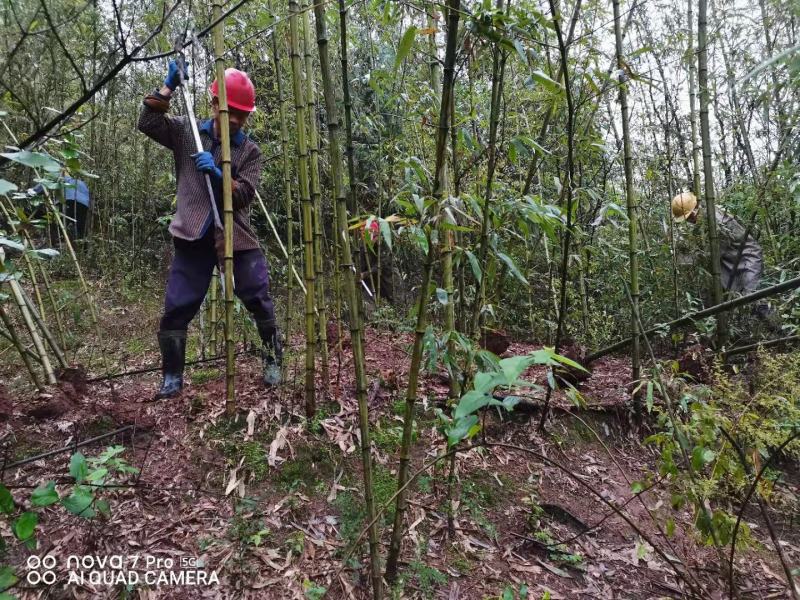重庆巴南斑竹基地批发，规格齐全，价格美丽，量大